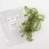 <i>Elodea canadensis</i>