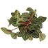 Assorted peperomia