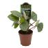 Assorted peperomia