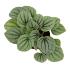 Assorted peperomia