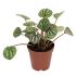 Assorted peperomia
