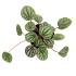 Assorted peperomia