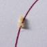 Ward's® Termite Trails: Follow The Ink Lab