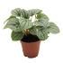 Assorted peperomia