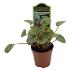 Assorted peperomia