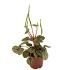 Assorted peperomia