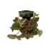 Assorted peperomia