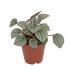 Assorted peperomia