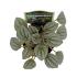 Assorted peperomia