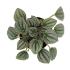 Assorted peperomia