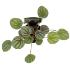 Assorted peperomia