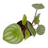 Assorted peperomia