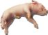 Formaldehyde-Free Preserved Fetal Pigs
