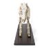 Pig Skeleton M Articulated