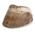 Horse Hind Foot W Hoof Arti Wo Base