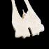 Comparison of Mammal Metatarsal Bones