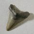 Shark Teeth Fossil Study Pack