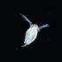Ward's® Live Water Fleas (<i>Daphnia magna</i>)