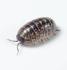 Ward's® Live Terrestrial Isopods (Pill Bugs and Sow Bugs)