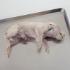 Preserved Fetal Pig Promotion