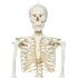 3B Scientific® Rod Mount Skeleton