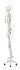 3B Scientific® Rod Mount Skeleton