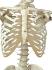 3B Scientific® Rod Mount Skeleton