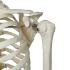 3B Scientific® Rod Mount Skeleton
