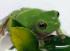 Whites Tree Frog