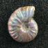 Ammonites (Iridescent)