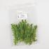 Ward's® Live <i>Elodea densa</i> Aquatic Plants