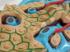Ward's® Comparative Liver Histology Model Set