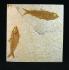 Knightia sp. (Eocene)