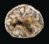 Araucaria sp. (Triassic)