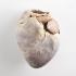 Plastinated Biological Specimens - Whole Pig Heart