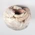 Plastinated Biological Specimens - Whole Pig Heart