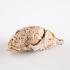 Plastinated Biological Specimens - Whole Sheep Brain