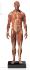 Anatomy Tools® Muscular Male, 1:6 Figure