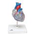 3B Scientific® Heart With Conducting System