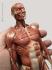 Anatomy Tools® Muscular Male, 1:6 Figure
