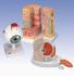 3B Scientific® Eye Detail Bundle