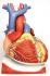 3B Scientific® Heart On Diaphragm
