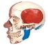 3B Scientific® Skull With Facial Muscles