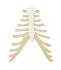 3B Scientific® Individual Bones