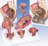3B Scientific® Reproductive Process Bundle