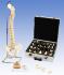 3B Scientific® Spinal Study Bundle