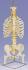 3B Scientific® Torso Skeleton and Stand