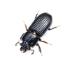 Ward's® Live Bess Beetles and Habitat (<i>Odontotaenius disjunctus</i>)