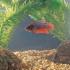 Fish, Snail, and Plant Habitat Set