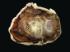 Petrified Wood (Tertiary)
